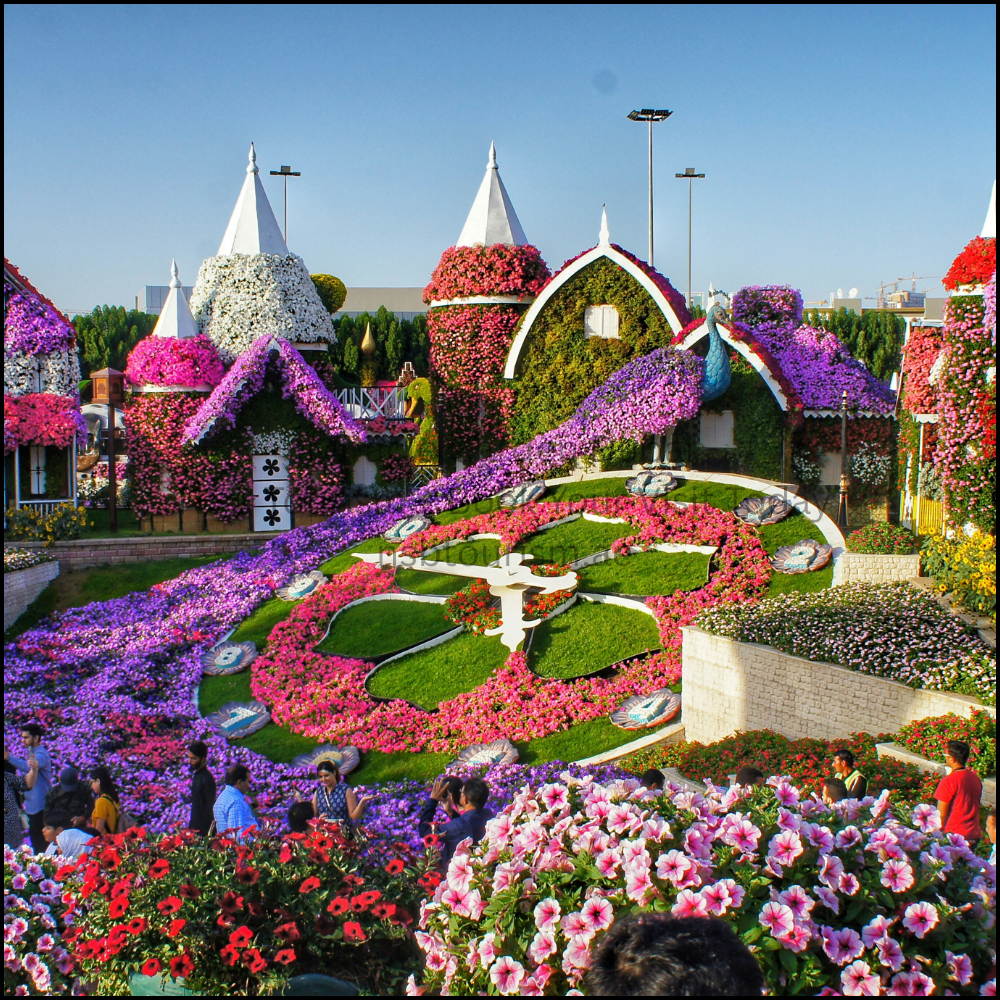 Miracle Garden Dubai Tickets and Tour – NSB Tourism (2)