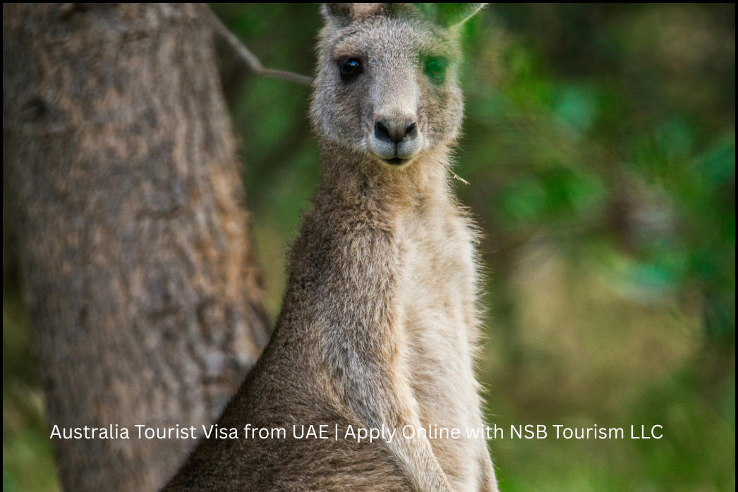 Australia tourist visa assistance from UAE by NSB Tourism (7)