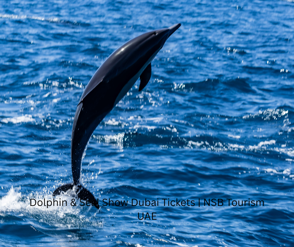 Dolphin & Seal Show Dubai Tickets NSB Tourism UAE (5)