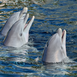 Dolphin and Seal Show Dubai live performance