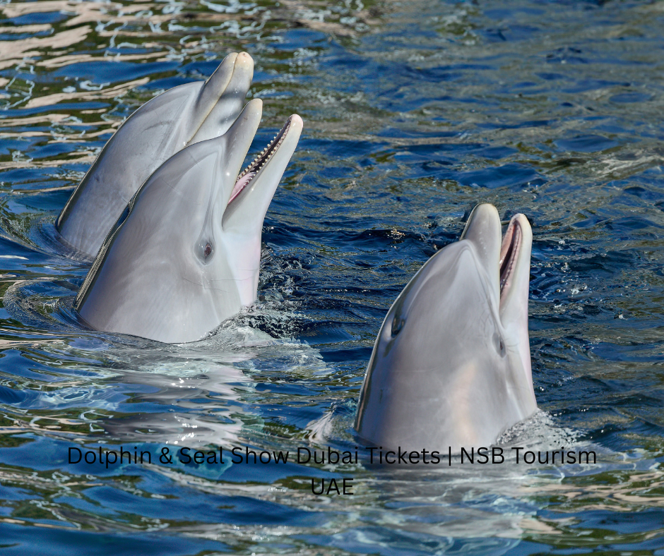 Dolphin and Seal Show Dubai live performance