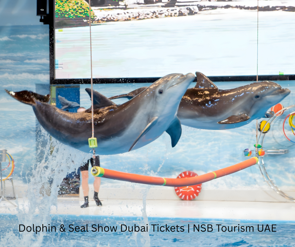 Dolphin and Seal Show Dubai live performance (2)