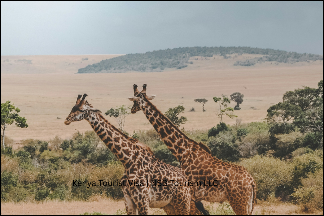 Kenya Tourist Visa _ NSB Tourism LLC (5)