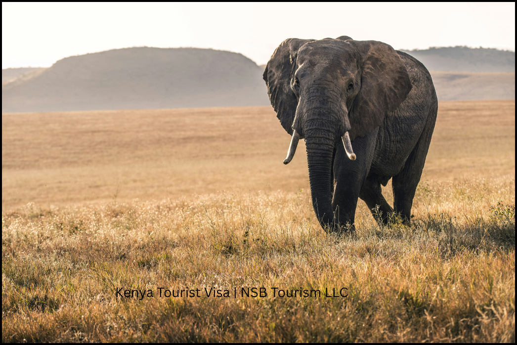 Kenya tourist eVisa processing service by NSB Tourism LLC
