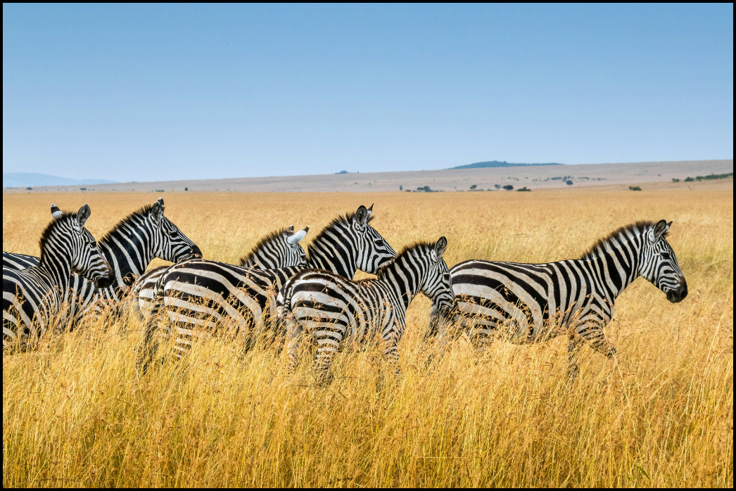 Kenya Tourist Visa _ NSB Tourism LLC (7)