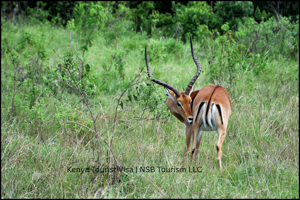 Kenya Tourist Visa _ NSB Tourism LLC (9)
