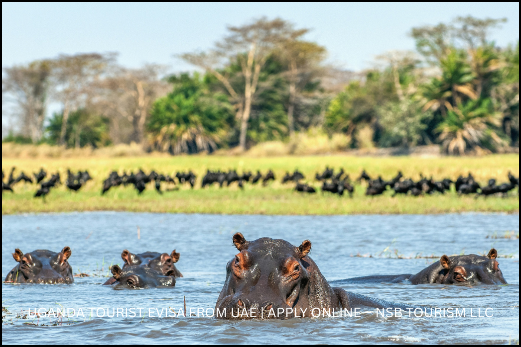 uganda-visa-dubai-bwindi-national-park.jpg (2)
