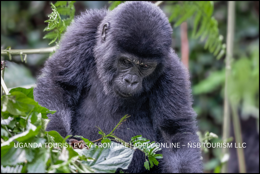 uganda-visa-dubai-bwindi-national-park.jpg (3)