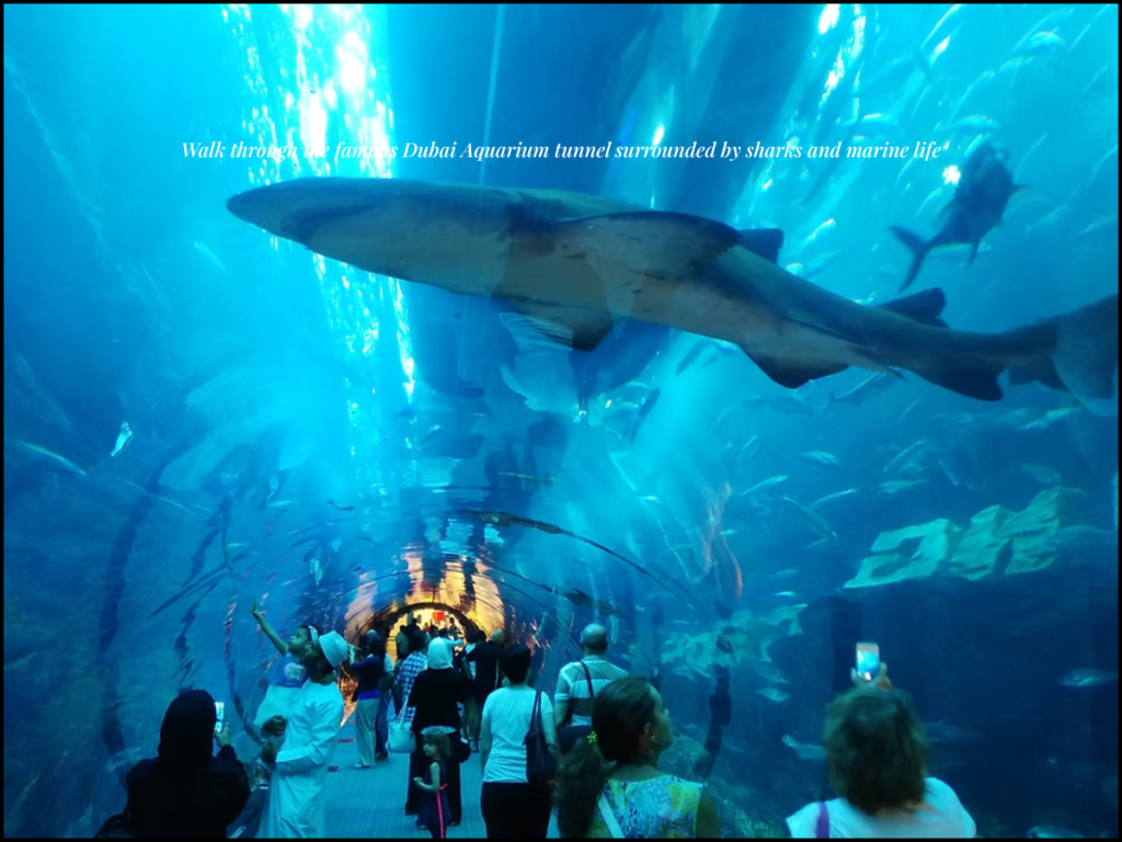 Dubai Aquarium tunnel sharks rays inside Dubai Mall aquarium experience