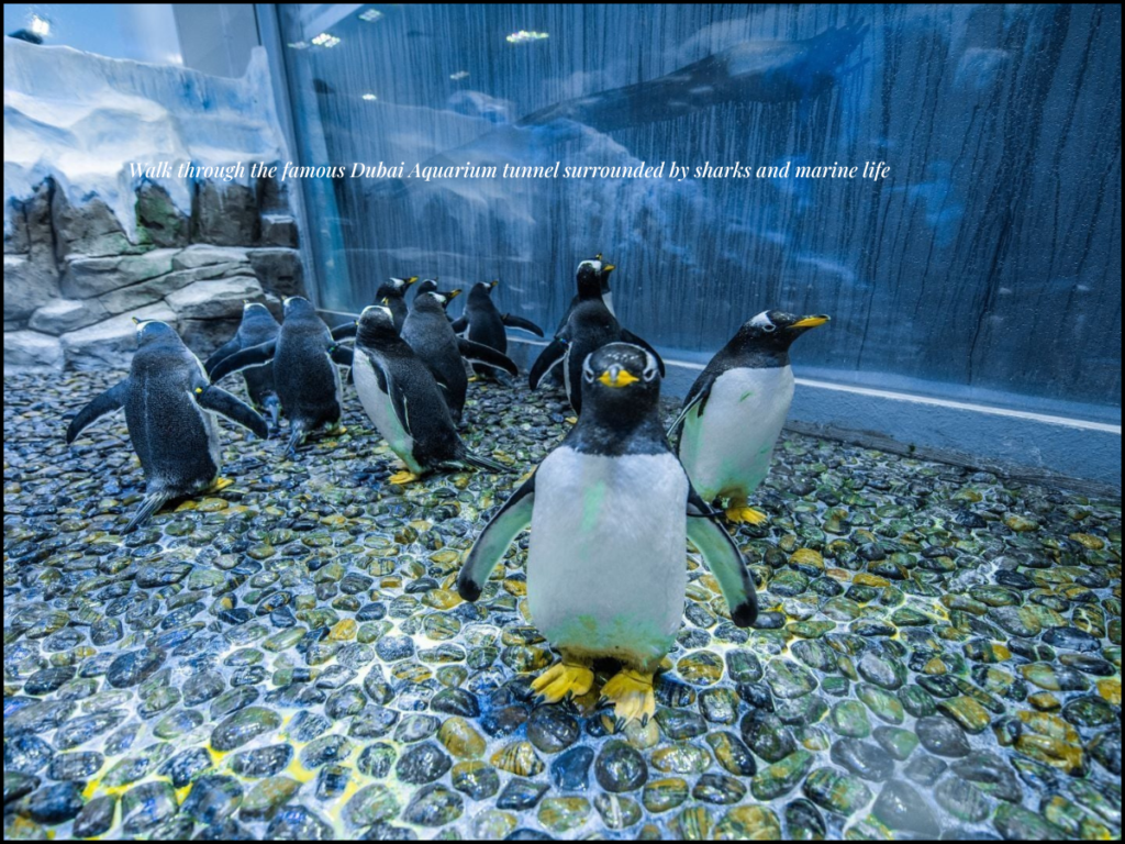 Dubai Aquarium tunnel sharks rays inside Dubai Mall aquarium experience