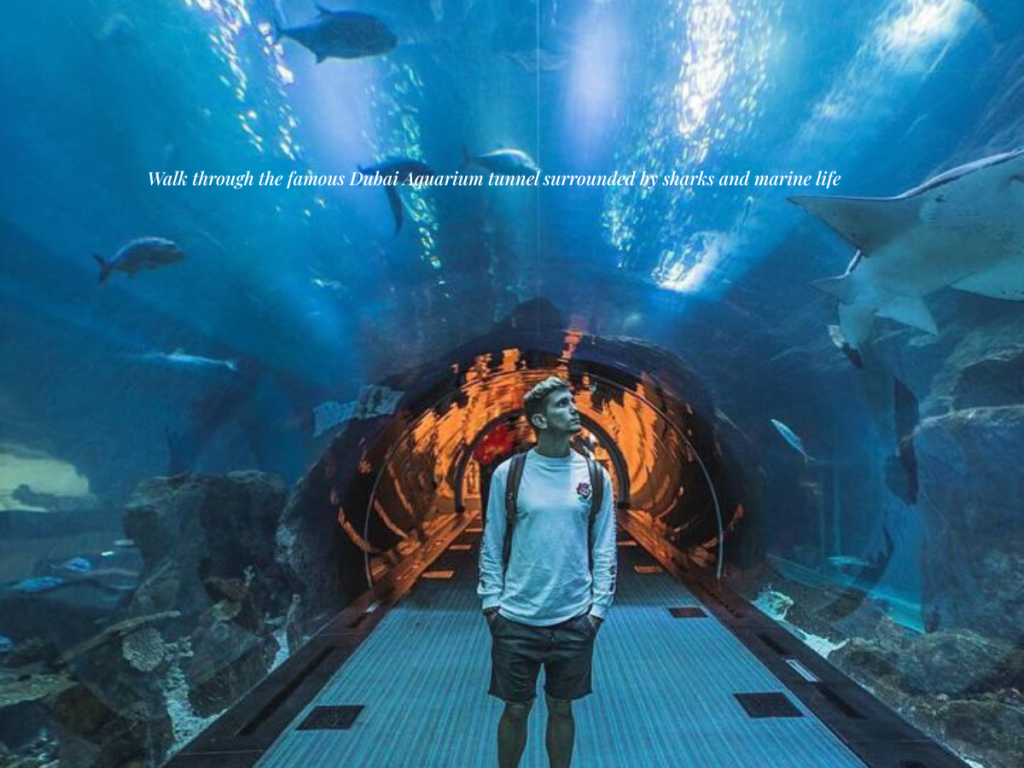 Dubai Aquarium tunnel sharks rays inside Dubai Mall aquarium experience