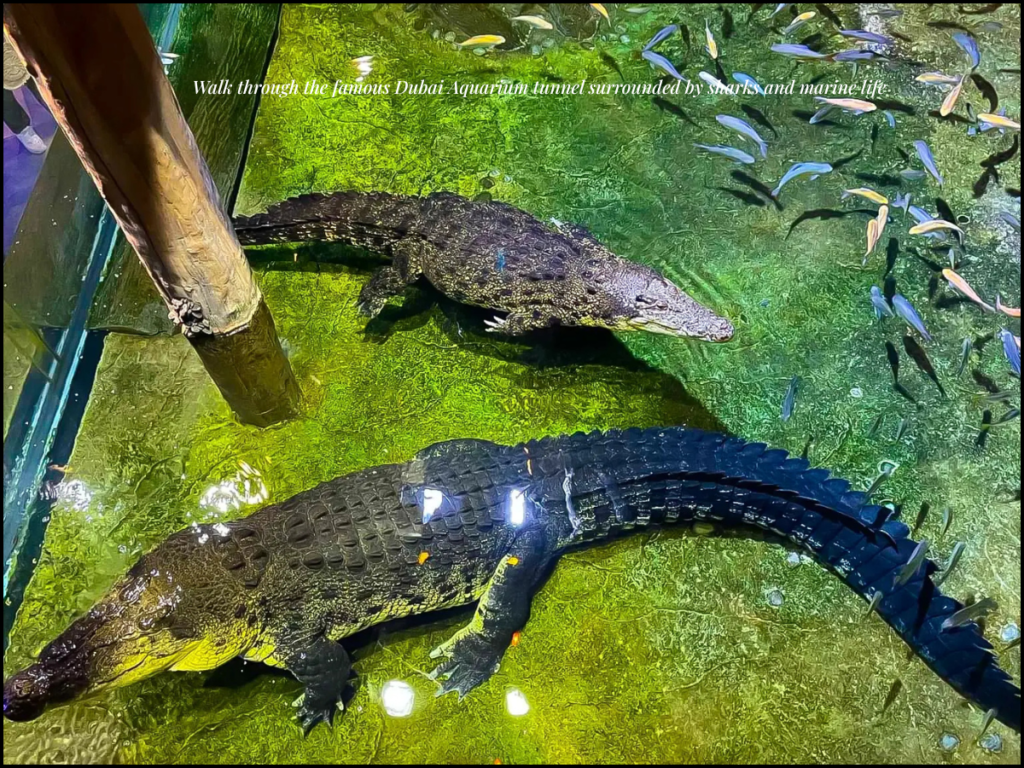 Dubai Aquarium tunnel sharks rays inside Dubai Mall aquarium experience