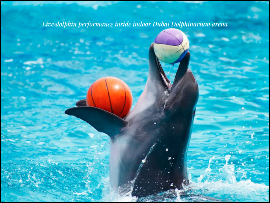 Dubai Dolphinarium show dolphins jumping performance