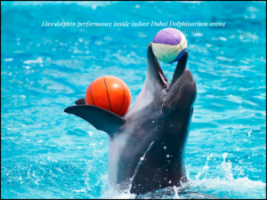 Dubai Dolphinarium show dolphins jumping performance