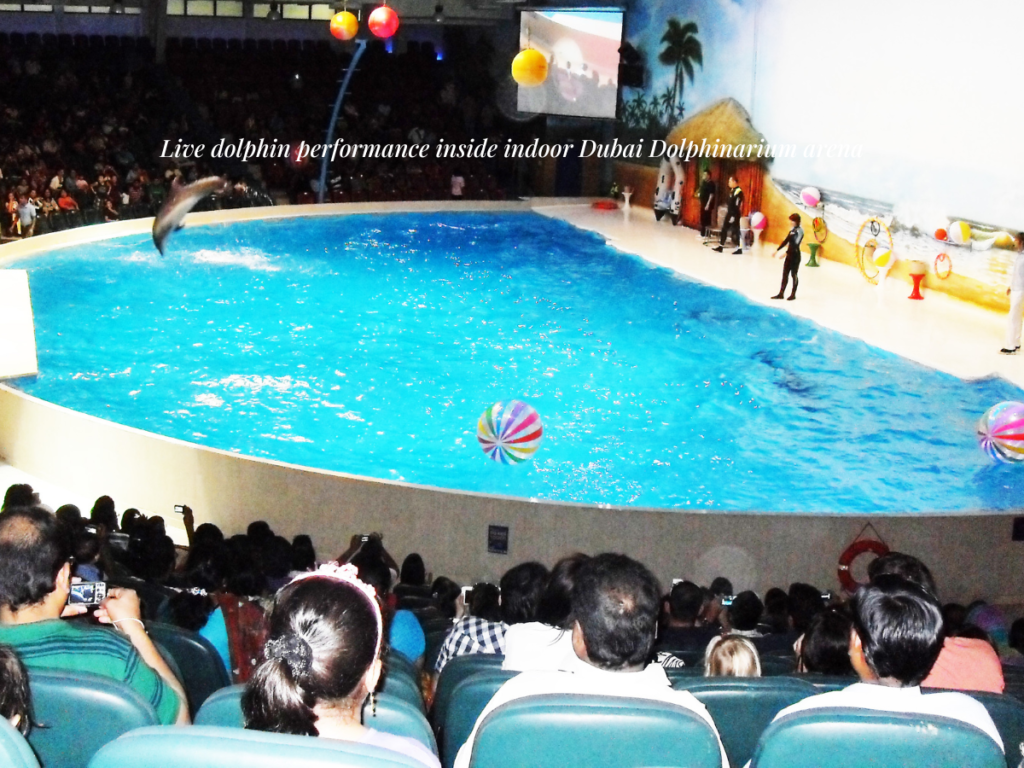 Dubai Dolphinarium seal show funny tricks