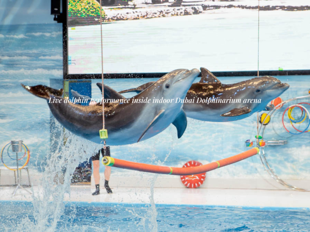 Dubai Dolphinarium seal show funny tricks