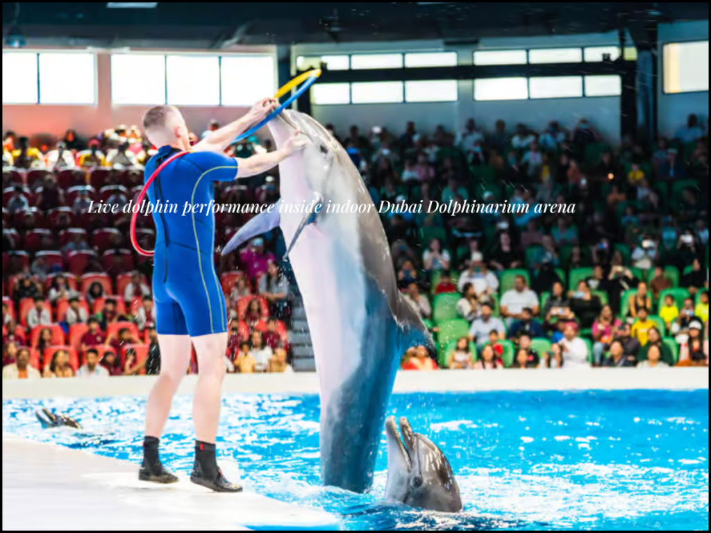 Dubai Dolphinarium show dolphins jumping performance