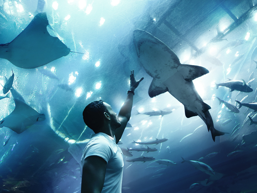 Sharks and exotic fish swimming inside Dubai Aquarium giant tank
