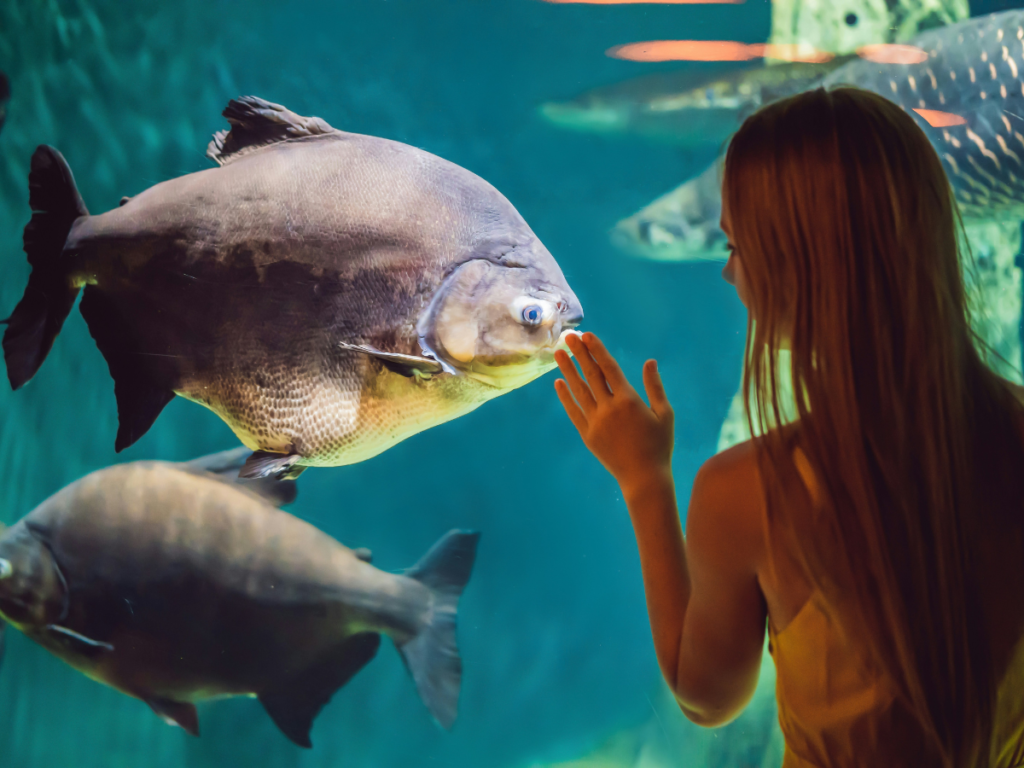 Visitors walking through Dubai Aquarium underwater tunnel inside Dubai Mall