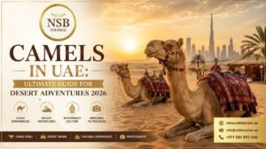 Camels in UAE desert safari with traditional camel rides and Dubai desert landscape