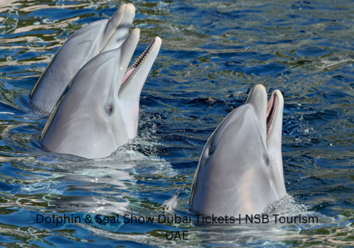 Dolphin and Seal Show Dubai live performance