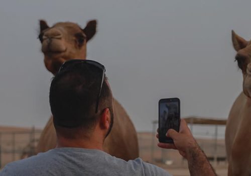 desert-safari-camel-camp